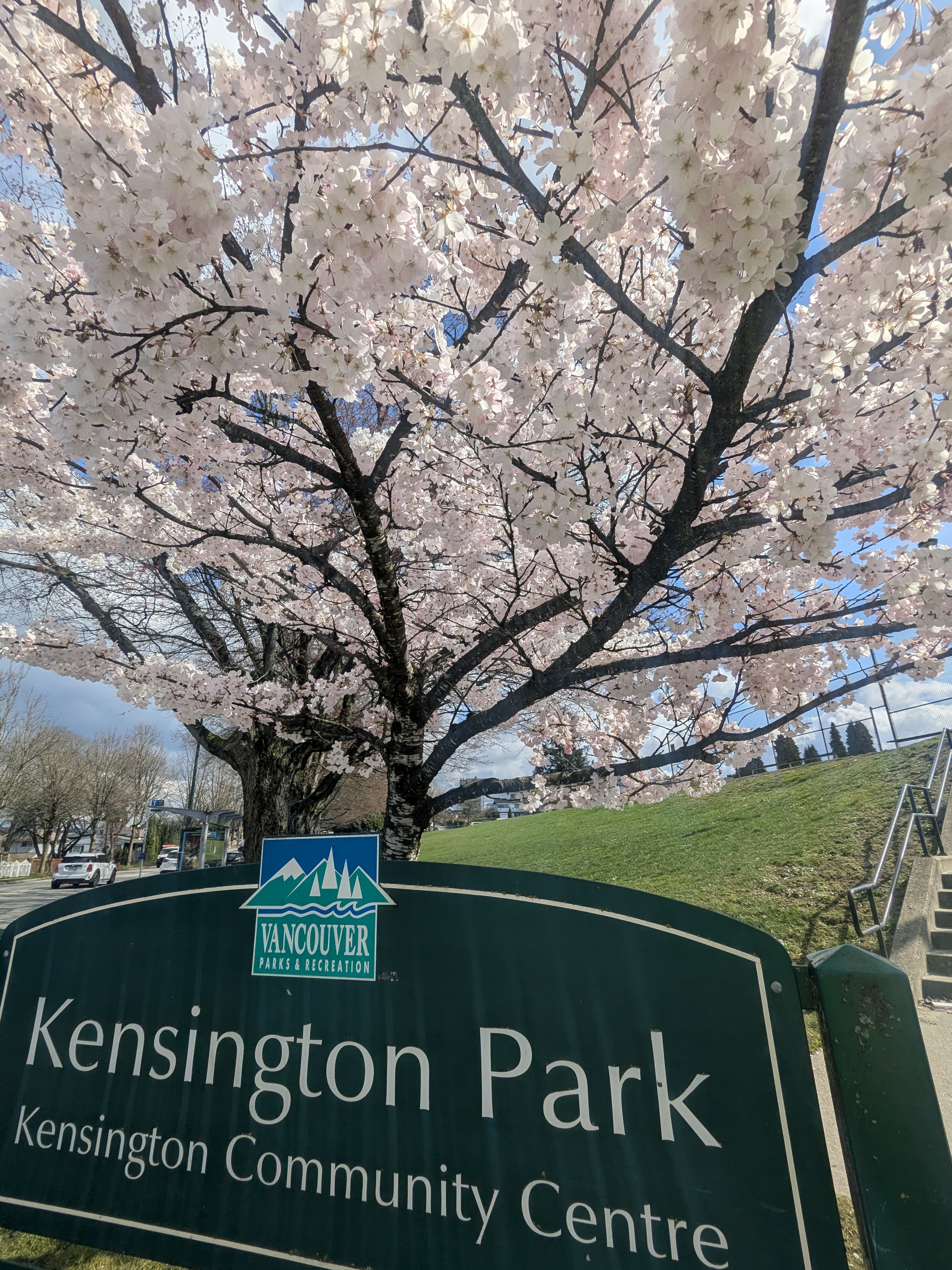 Single cherry blossom tree